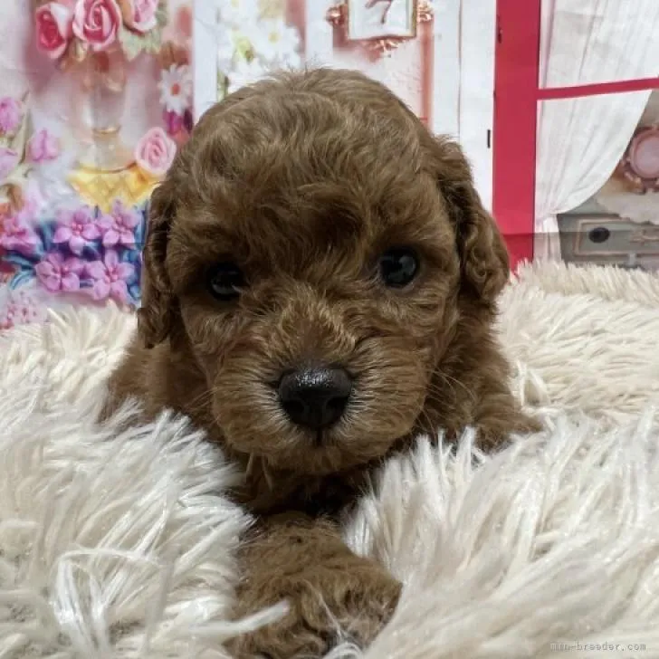 ID：2211-01245の子犬