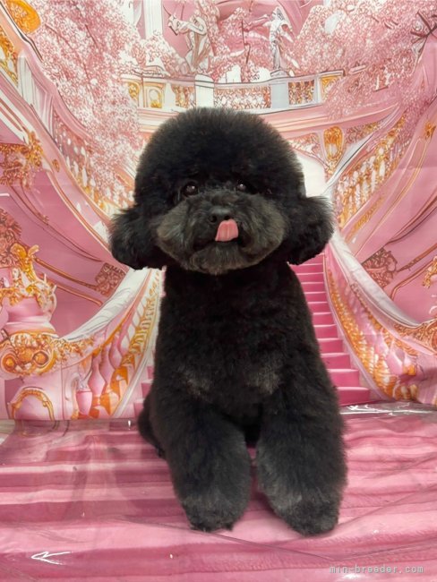 トイプードル【・男の子・2023年8月2日・ブラック】