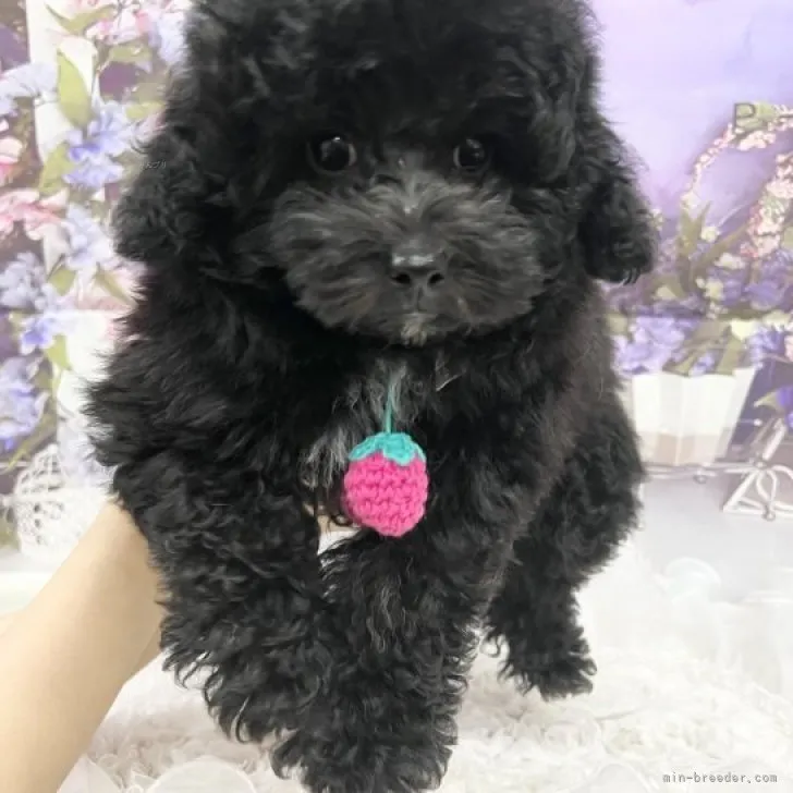 ID：2309-02228の子犬