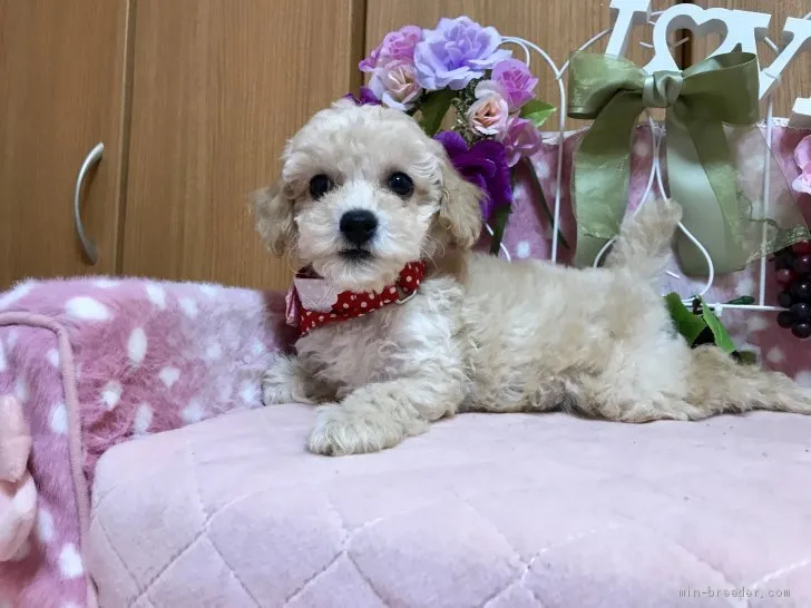 ID：1911-00323の子犬