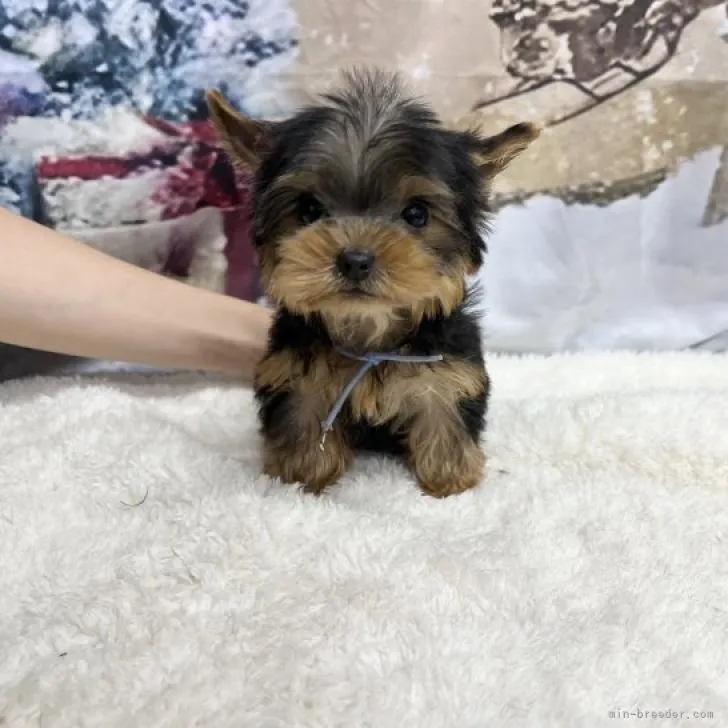 ID:2211-02451の子犬