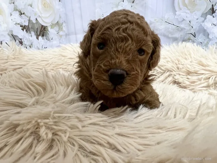 ID：2204-04266の子犬
