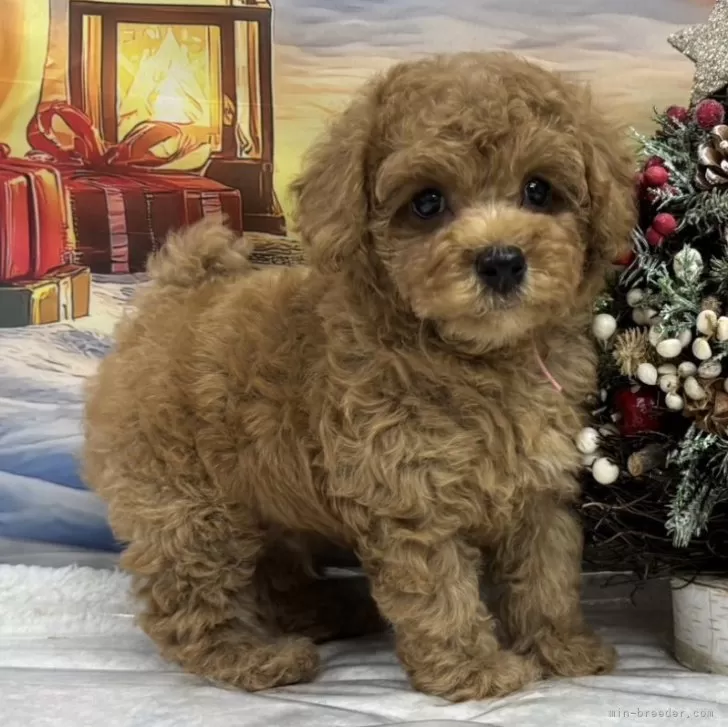 H.N 様のお迎えした子犬
