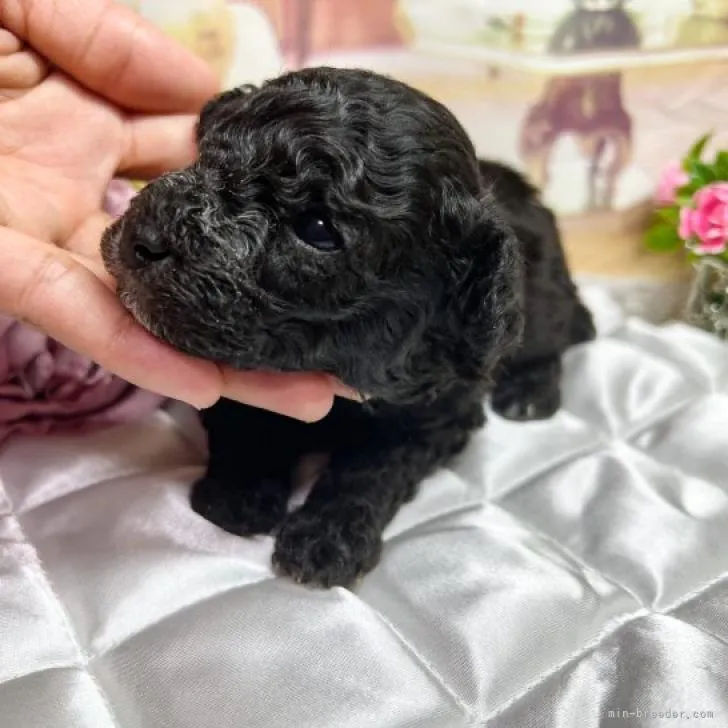 ID:2207-03890の子犬