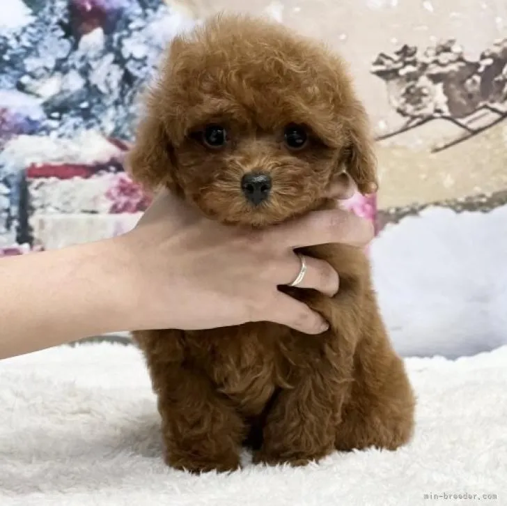 ID：2212-01132の子犬