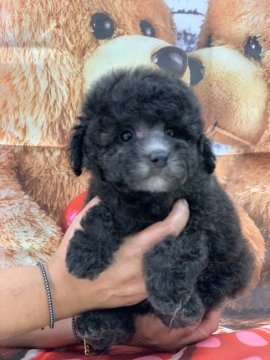 トイプードル(トイ)【広島県・男の子・2019年12月29日・シルバー】の写真「優しいお顔をしています(#^.^#)」