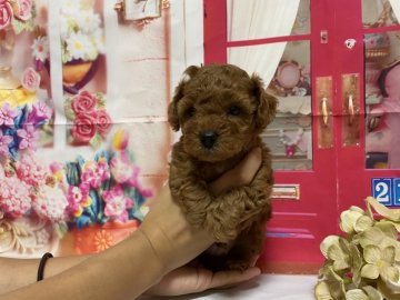 トイプードル(トイ)【広島県・男の子・2021年7月7日・レッド】の写真「短足でくまちゃんみたいに可愛いです。　PRAクリア」