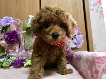トイプードル(タイニー)【広島県・男の子・2019年9月28日・レッド】の写真「愛嬌あります。尻尾フリフリ」