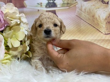 トイプードル(タイニー)【広島県・女の子・2020年6月7日・ホワイト】の写真「ムチムチで可愛いです」