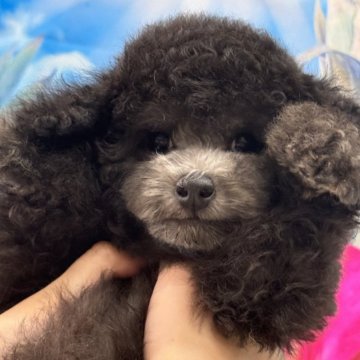 トイプードル(トイ)【広島県・男の子・2024年4月29日・シルバー】の写真「もふもふの男の子😊」