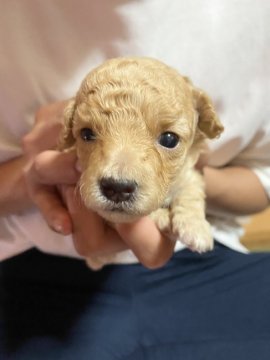 トイプードル(タイニー)【広島県・女の子・2021年6月12日・ホワイト】の写真「PRAクリアお目め開きました」