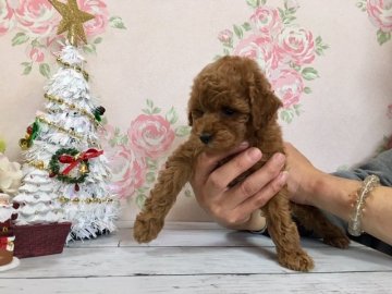 トイプードル(タイニー)【広島県・女の子・2018年10月19日・レッド】の写真「お目めくりくりの女の子です(^^♪」