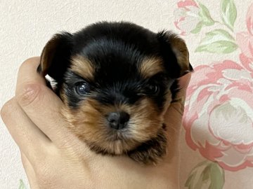 ヨークシャーテリア【広島県・男の子・2021年12月20日・スチールブルー&タン】の写真「お目めクリクリお鼻短め」
