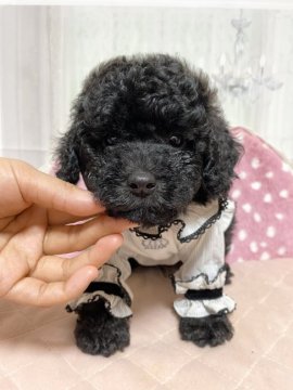 トイプードル(トイ)【広島県・男の子・2021年2月11日・ブラック】の写真「おっとりboyもふもふ熊ちゃん」