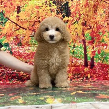 トイプードル(トイ)【広島県・女の子・2022年7月4日・クリーム】の写真「モデルのようにポーズを決めてくれます」