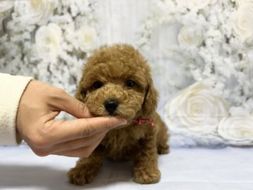 トイプードル(タイニー)【広島県・男の子・2021年12月20日・レッド】の写真「人懐こい可愛い男の子」