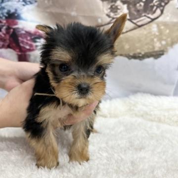 ヨークシャーテリア【広島県・女の子・2022年10月2日・スチールブルー&タン】の写真「お目めクリクリの女の子」