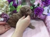タイニープードル【広島県・女の子・2018年10月21日・薄めのレッド】の写真3