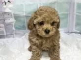 タイニープードル【広島県・男の子・2023年11月10日・レッド】の写真3
