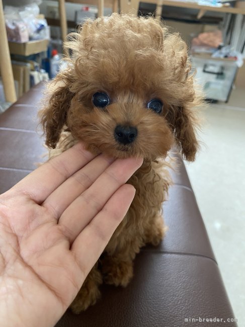 秋葉　直子(あきば　なおこ)ブリーダー(北海道・トイプードルなど・JKC登録)の紹介写真3