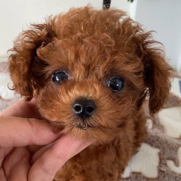 タイニープードル【北海道・男の子・2025年7月2日・レッド】の写真「小さめタイニー」