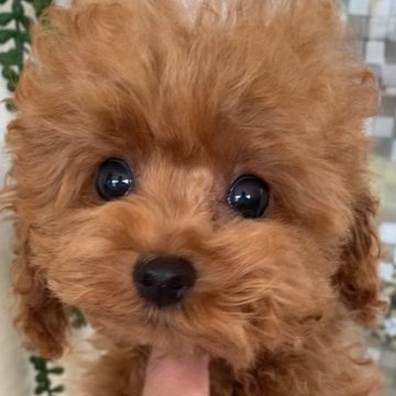 トイプードル(タイニー)【北海道・女の子・2025年4月26日・レッド】の写真「小柄で人懐っこい子」