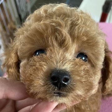 タイニープードル【北海道・男の子・2025年9月3日・レッド】の写真「可愛いお目目😍」