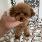 ティーカッププードル
