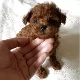 タイニープードル