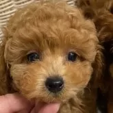 タイニープードル