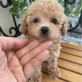 タイニープードル