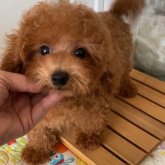 トイプードル(タイニー)