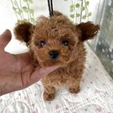 トイプードル(ティーカップ)