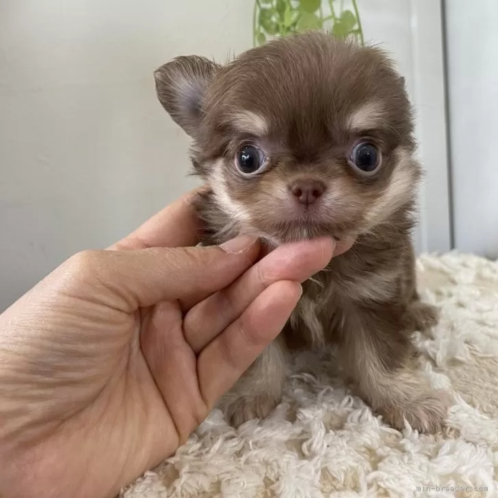 ピスタチオ 様のお迎えした子犬