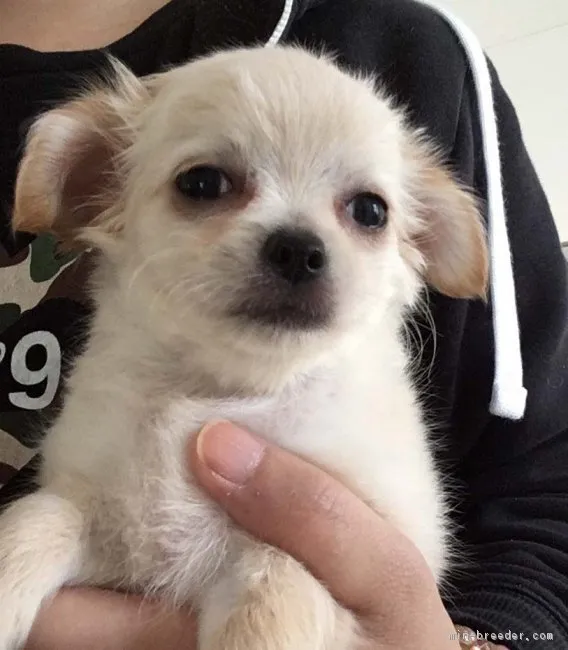 ID：1710-00183の子犬