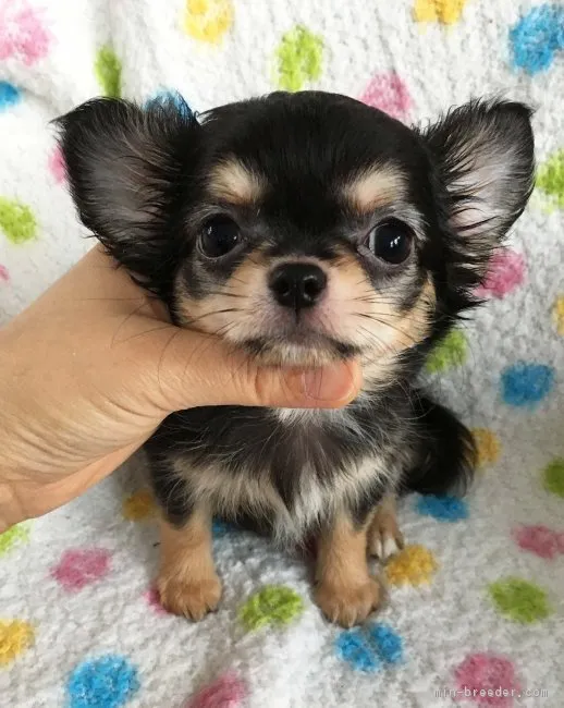 ID：1801-00728の子犬