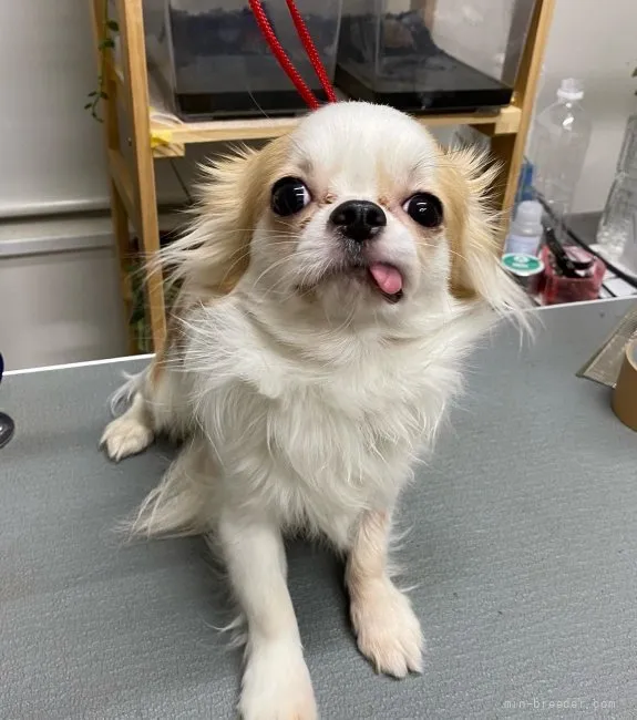 ID：2201-04001の子犬