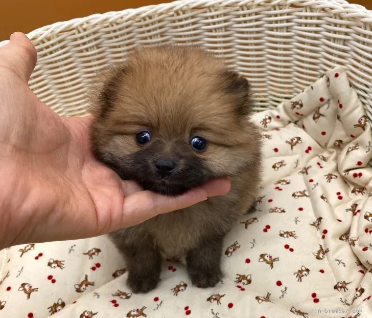 ID：2002-01892の子犬