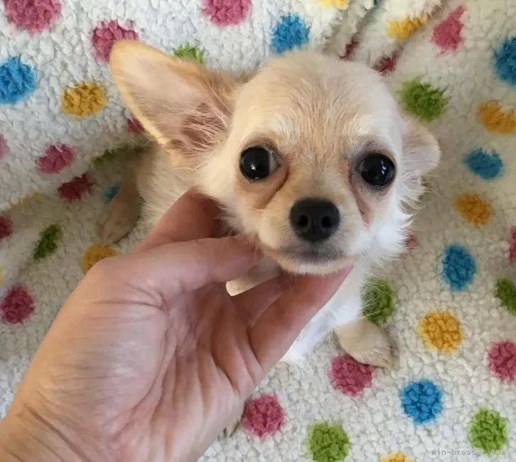 ID：1710-01948の子犬