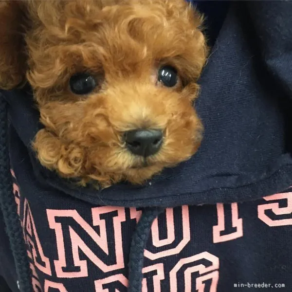 ID：1511-00849の子犬