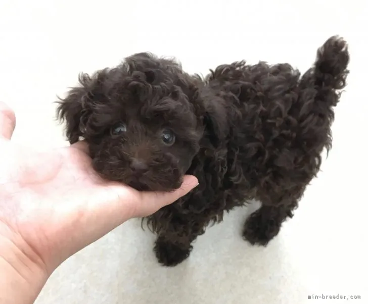 ID：1903-01559の子犬