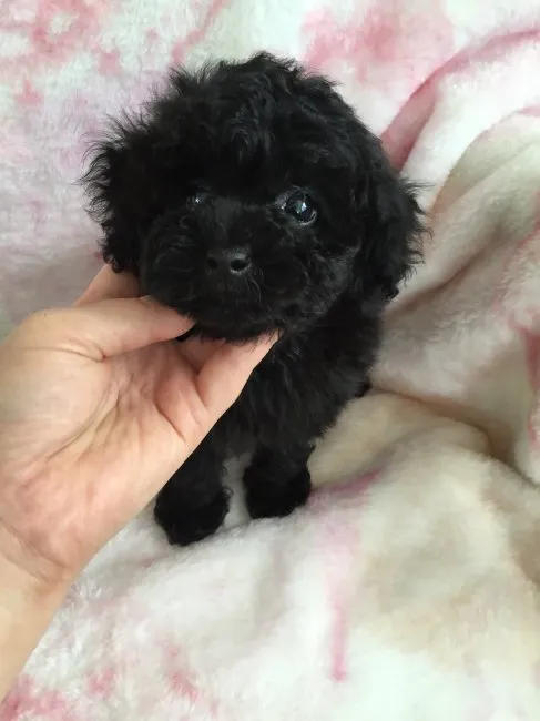 ID：1607-01029の子犬