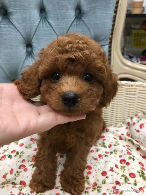 ID：1910-02547の子犬