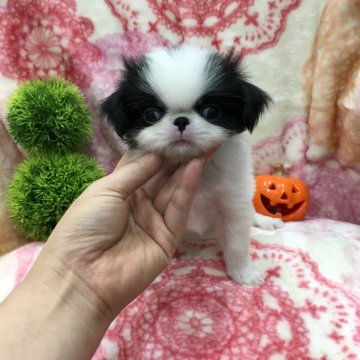 狆(チン)【北海道・男の子・2016年8月3日・白黒】の写真「小ぶり　毛量豊富　手足短め」
