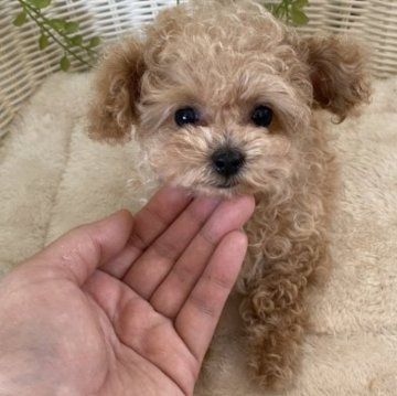 トイプードル(ティーカップ)【北海道・女の子・2023年5月12日・アプリコット】の写真「丸いお目目のお鼻の短い子」