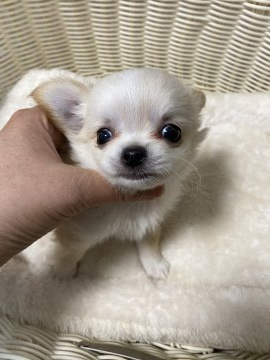 チワワ(ロング)【北海道・男の子・2021年3月21日・クリーム ホワイト】の写真「丸いお目目の可愛い子」