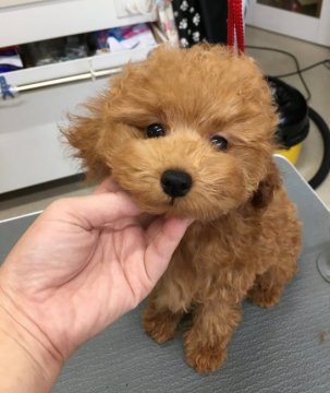 トイプードル(タイニー)【北海道・男の子・2019年7月23日・レッド】の写真「マイペースな僕」