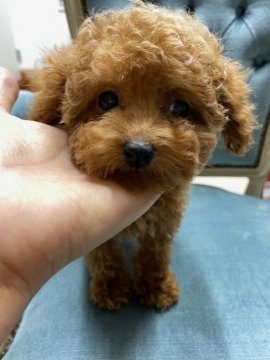 トイプードル(ティーカップ)【北海道・女の子・2019年10月1日・レッド】の写真「小ぶり　P RＡクリア」