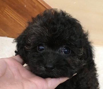 トイプードル(ティーカップ)【北海道・男の子・2019年8月5日・黒】の写真「ブリンドル PRAクリア」