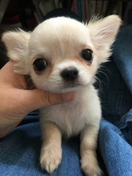チワワ(ロング)【北海道・女の子・2019年9月7日・クリーム&ホワイト】の写真「小ぶりでお顔の可愛い子💕」